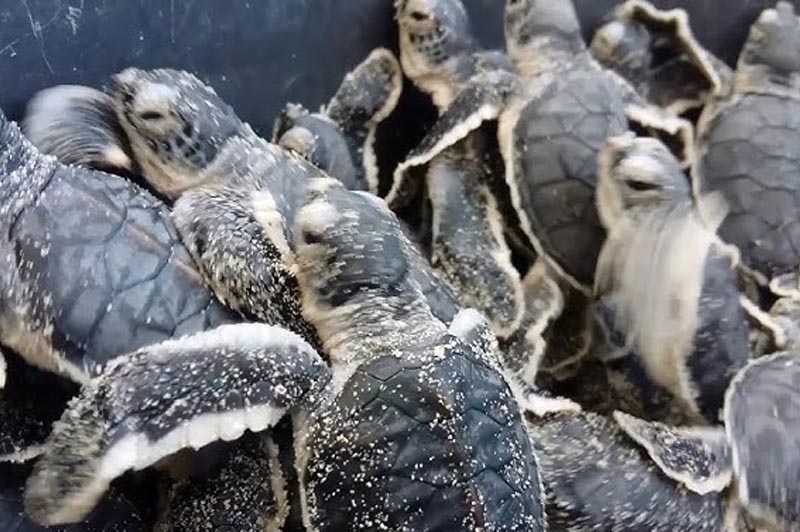 Bavang Jamal Turtle Hatchery